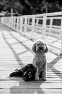 outdoor pet photography sessions - a dog is sitting on a wooden bridge.